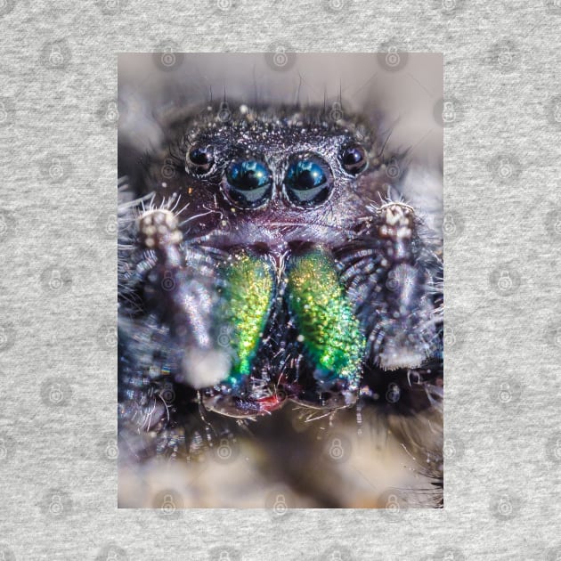 Little Hairy Face. Jumping Spider Macro Photograph by love-fi